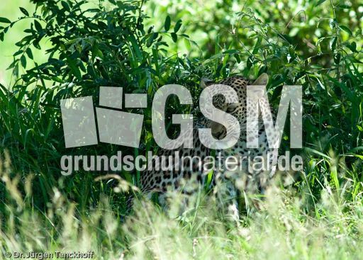 leopard (38 von 60).jpg